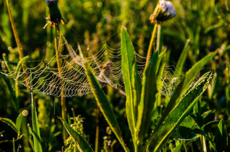 cobwebs in the morning mist. Juicy greensの写真素材