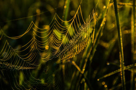 cobwebs in the morning mist. Juicy greensの写真素材