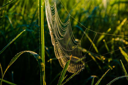 cobwebs in the morning mist. Juicy greens