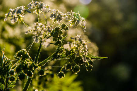 yarrow in the frost and morning mist by the pond.の写真素材