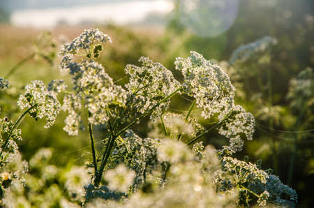 yarrow in the frost and morning mist by the pond.の写真素材