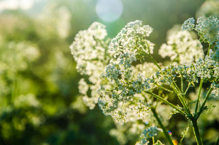 yarrow in the frost and morning mist by the pond.