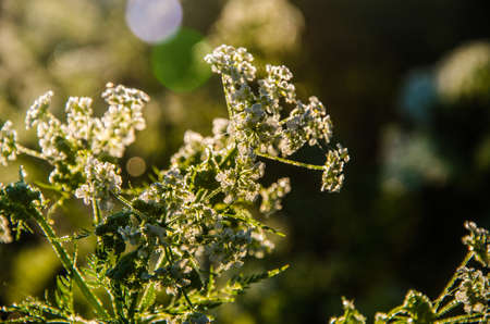 yarrow in the frost and morning mist by the pond.の写真素材