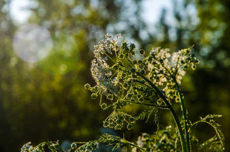 yarrow in the frost and morning mist by the pond.の写真素材