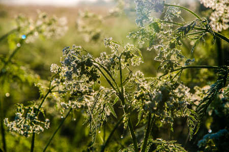 yarrow in the frost and morning mist by the pond.の写真素材