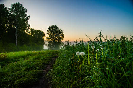 early morning. forest hiding in the fog. forest pathの写真素材