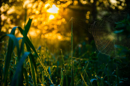 The sun's rays pass through the lush greenery. in the morning mist and dew.の写真素材