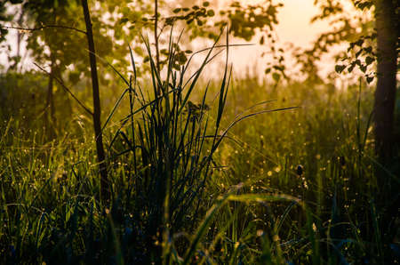 The sun's rays pass through the lush greenery. in the morning mist and dew.の写真素材