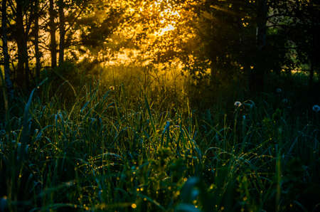 The sun's rays pass through the lush greenery. in the morning mist and dew.の写真素材