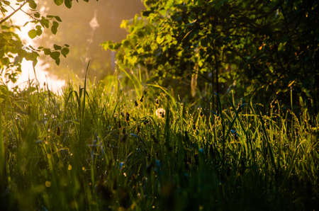 The sun's rays pass through the lush greenery. in the morning mist and dew.の写真素材