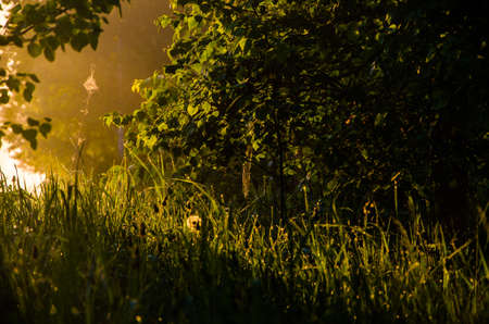 The sun's rays pass through the lush greenery. in the morning mist and dew.の写真素材