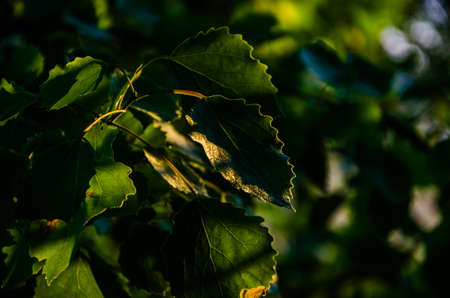 The sun's rays pass through the lush greenery. in the morning mist and dew.の写真素材