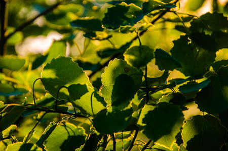 juicy green birch leaf. A warm summer morning.の写真素材