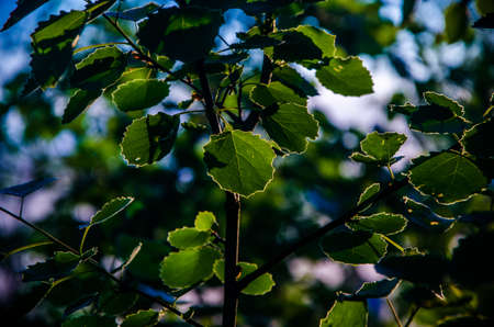 juicy green birch leaf. A warm summer morning.の写真素材