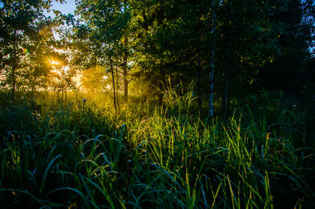 The sun's rays pass through the lush greenery. in the morning mist and dew.の写真素材