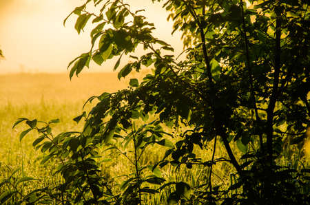 The sun's rays pass through the lush greenery. in the morning mist and dew.の写真素材