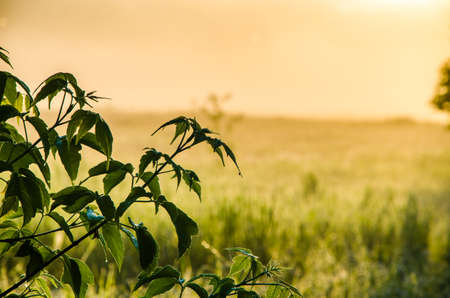 The sun's rays pass through the lush greenery. in the morning mist and dew.の写真素材