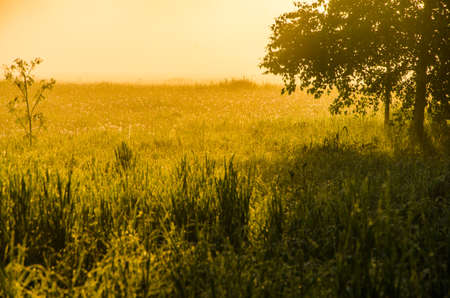 The sun's rays pass through the lush greenery. in the morning mist and dew.の写真素材