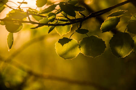 juicy green birch leaf. A warm summer morning.の写真素材