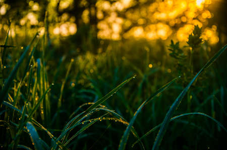 The sun's rays pass through the lush greenery. in the morning mist and dew.の写真素材