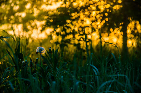 The sun's rays pass through the lush greenery. in the morning mist and dew.の写真素材