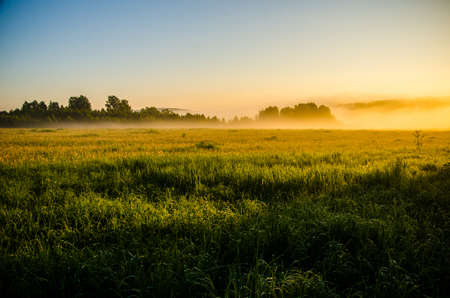 The sun's rays pass through the lush greenery. in the morning mist and dew.の写真素材