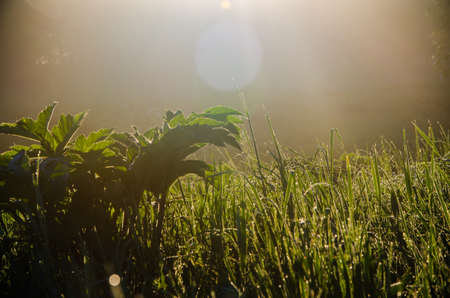 The sun's rays pass through the lush greenery. in the morning mist and dew.の写真素材