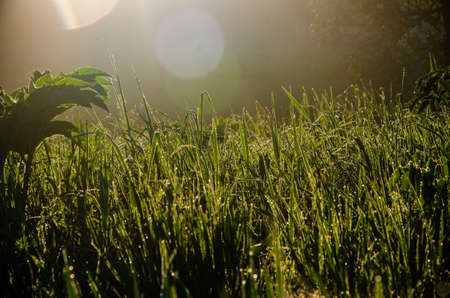 The sun's rays pass through the lush greenery. in the morning mist and dew.の写真素材