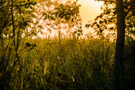 The sun's rays pass through the lush greenery. in the morning mist and dew.の写真素材