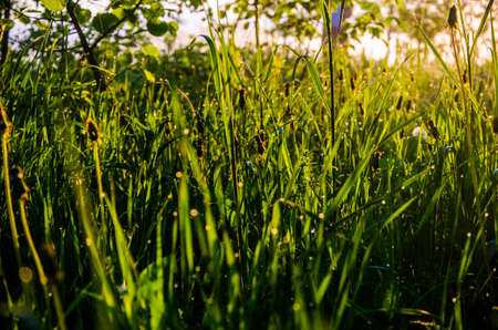 The sun's rays pass through the lush greenery. in the morning mist and dew.の写真素材