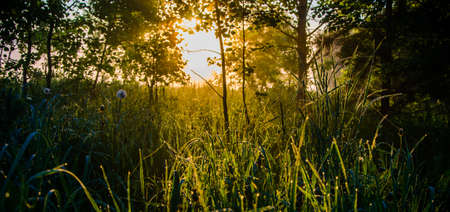 The sun's rays pass through the lush greenery. in the morning mist and dew.の写真素材