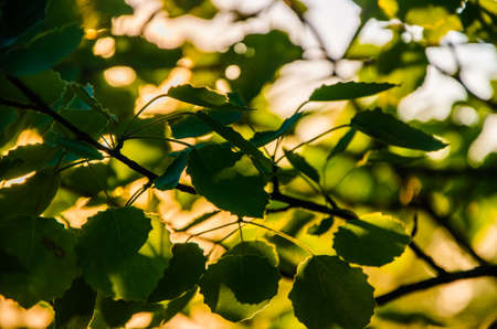 juicy green birch leaf. A warm summer morning.の写真素材