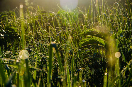 The sun's rays pass through the lush greenery. in the morning mist and dew.の写真素材