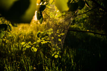 The sun's rays pass through the lush greenery. in the morning mist and dew.の写真素材