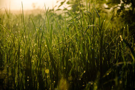 The sun's rays pass through the lush greenery. in the morning mist and dew.の写真素材