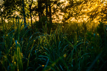 The sun's rays pass through the lush greenery. in the morning mist and dew.の写真素材