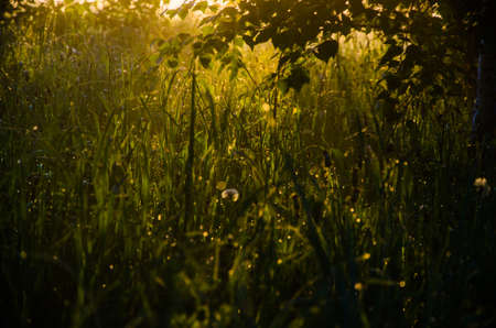 The sun's rays pass through the lush greenery. in the morning mist and dew.の写真素材