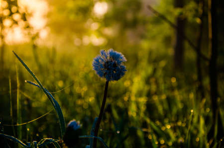 The sun's rays pass through the lush greenery. in the morning mist and dew.の写真素材