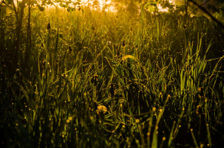 The sun's rays pass through the lush greenery. in the morning mist and dew.の写真素材