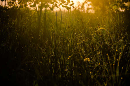 The sun's rays pass through the lush greenery. in the morning mist and dew.の写真素材