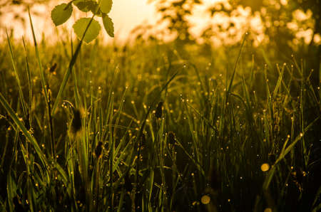 The sun's rays pass through the lush greenery. in the morning mist and dew.の写真素材