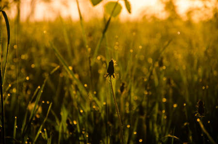 The sun's rays pass through the lush greenery. in the morning mist and dew.の写真素材