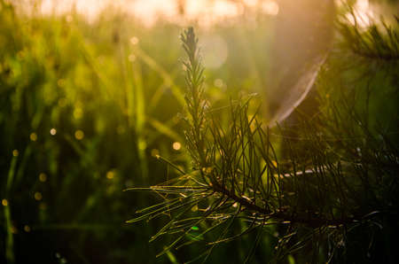The sun's rays pass through the lush greenery. in the morning mist and dew.の写真素材
