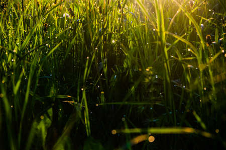 The sun's rays pass through the lush greenery. in the morning mist and dew.の写真素材