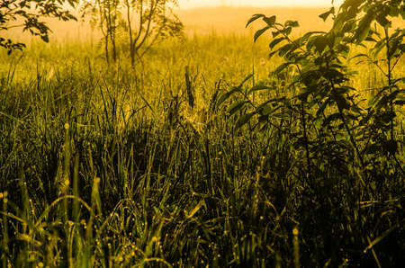 The sun's rays pass through the lush greenery. in the morning mist and dew.の写真素材