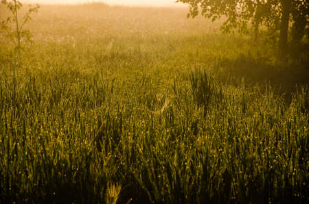 The sun's rays pass through the lush greenery. in the morning mist and dew.の写真素材