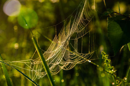 cobwebs in the morning mist. Juicy greens.の写真素材