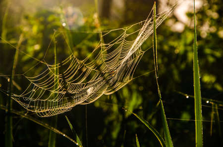 cobwebs in the morning mist. Juicy greens.の写真素材