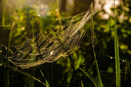 cobwebs in the morning mist. Juicy greens.の写真素材