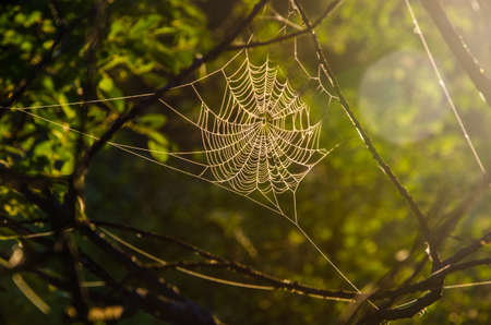 cobwebs in the morning mist. Juicy greens.の写真素材